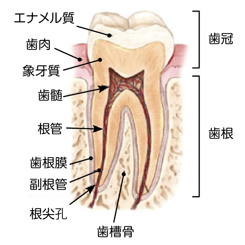 歯内療法に生かす根管解剖 Book Rev.】歯内療法に生かす根管解剖 - YouTube